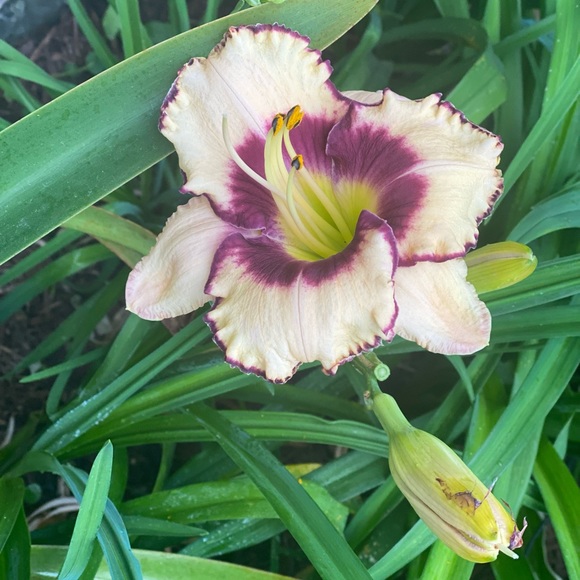 Meet your Posher, Cathy - Picture 1 of 4